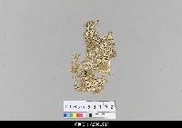 藏品(泰國小檯皮影戲偶)的圖片